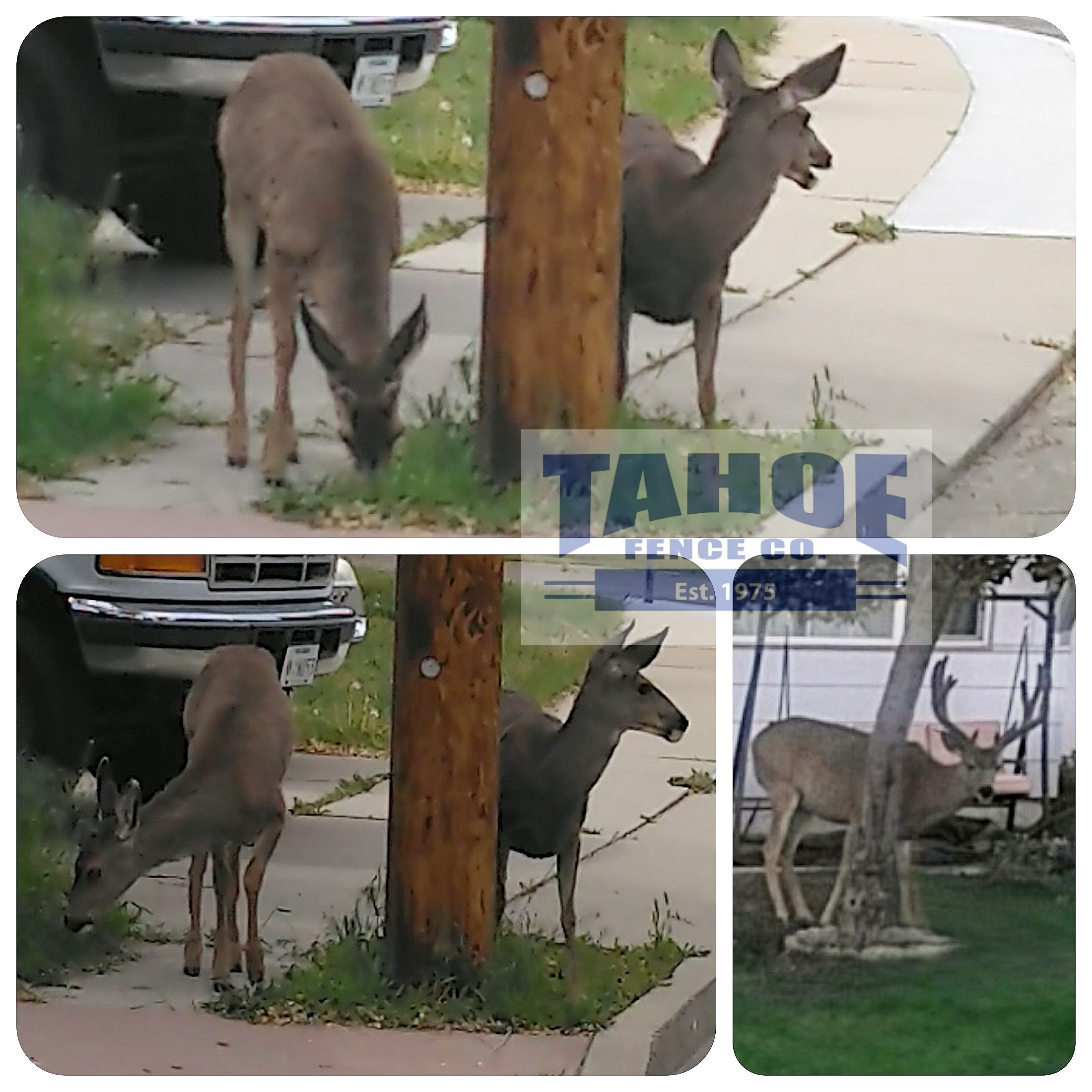 Watch It! The Kids Are Back. School's starting up again which means the kids (students) are back. Please stay alert and drive accordingly in the school zones. Pictured: Young deer (kids, fawn, calves) hanging out early morning in the school zones of West Carson City.