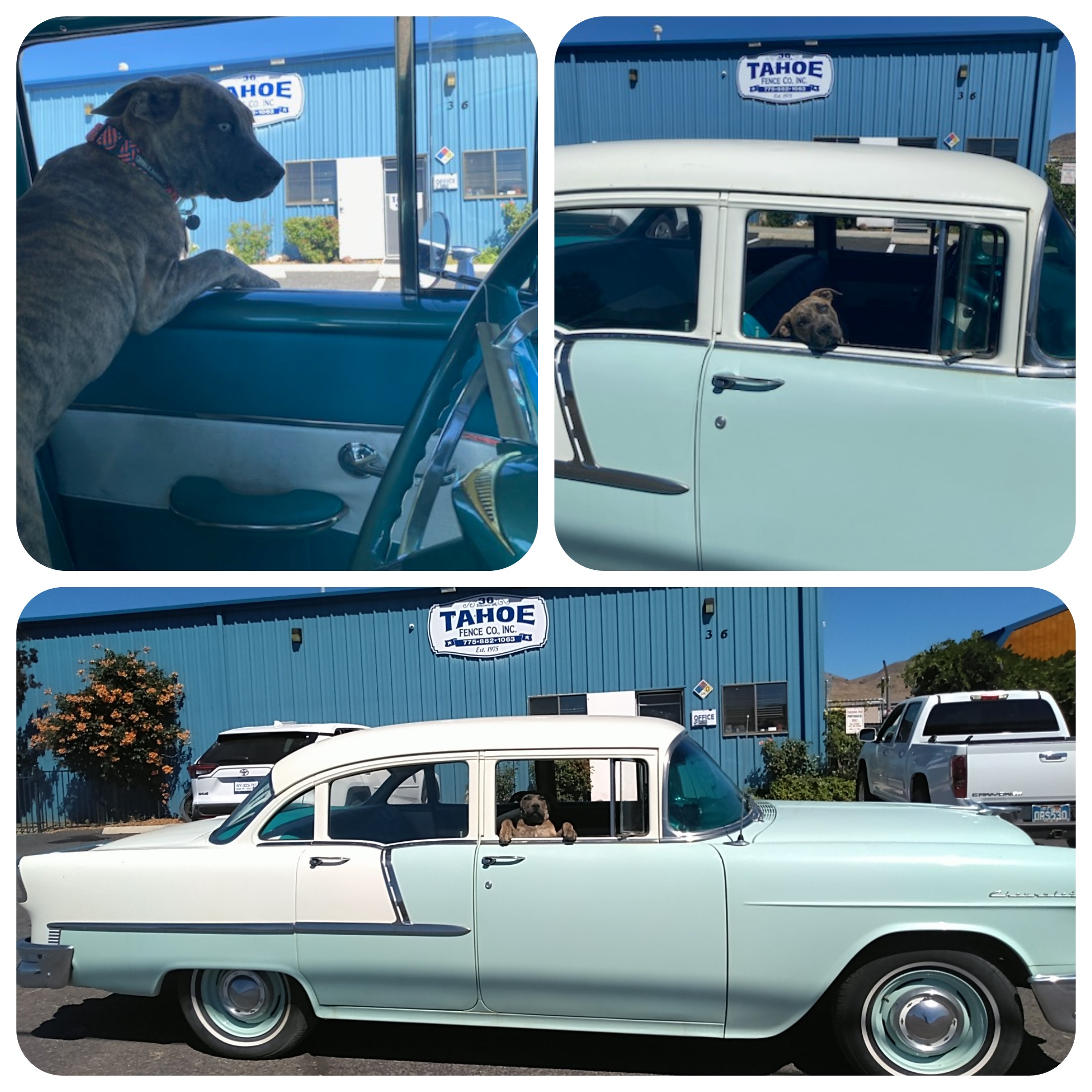 Doggone It's August Again

Time is just flying by this Summer.
Doggone it's August again.

Time for cool cars and hot nights.

Before you know it, school will be back in session!

Pictured: Wally dog in Tahoe's classic Chevy enjoying its plush seats and big windows at our yard in Mound House (Lyon County.)