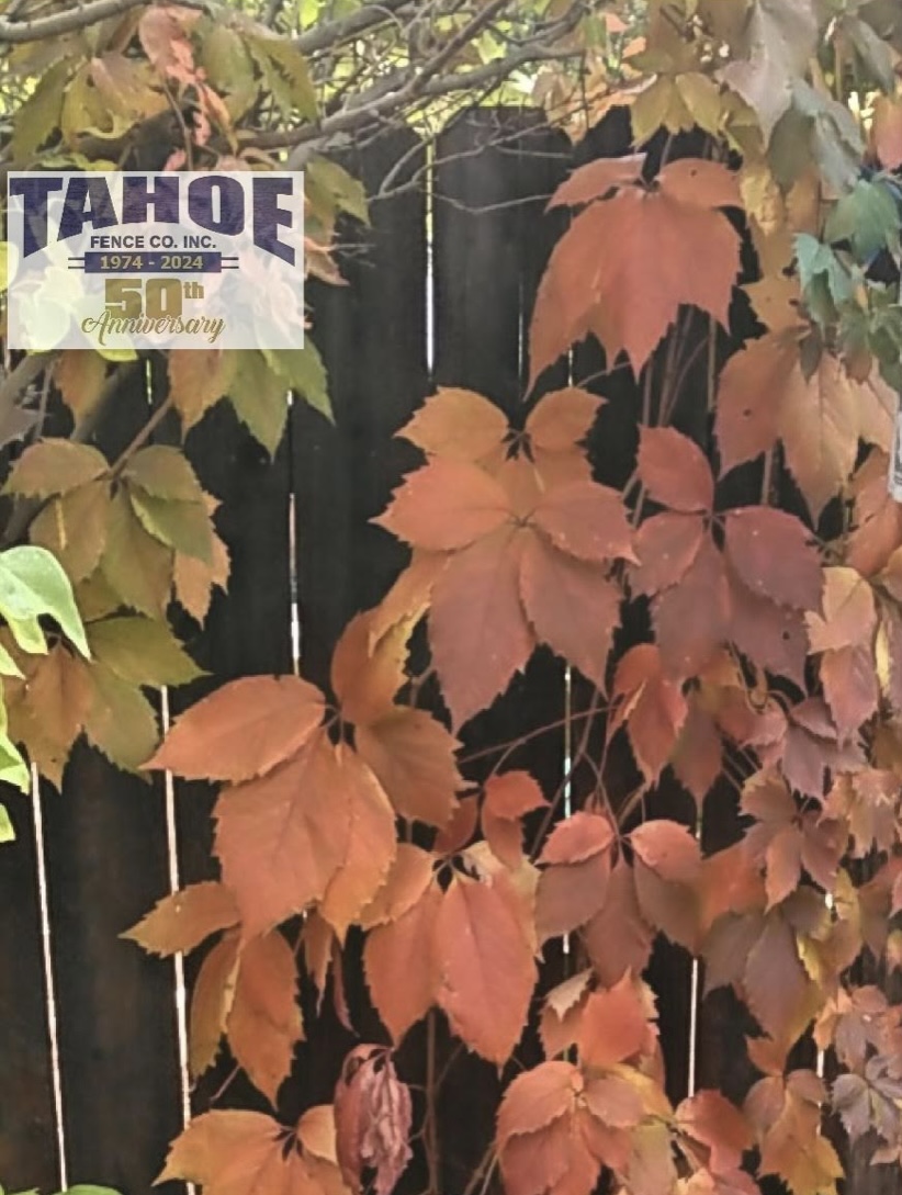 Happy Thanksgiving From all of us at Tahoe Fence, thank you to our customers, employees, family, and friends. Have a healthy and happy Thanksgiving. Pictured: Dogeared Wood Fence with Fall Color in Carson City (2024.)